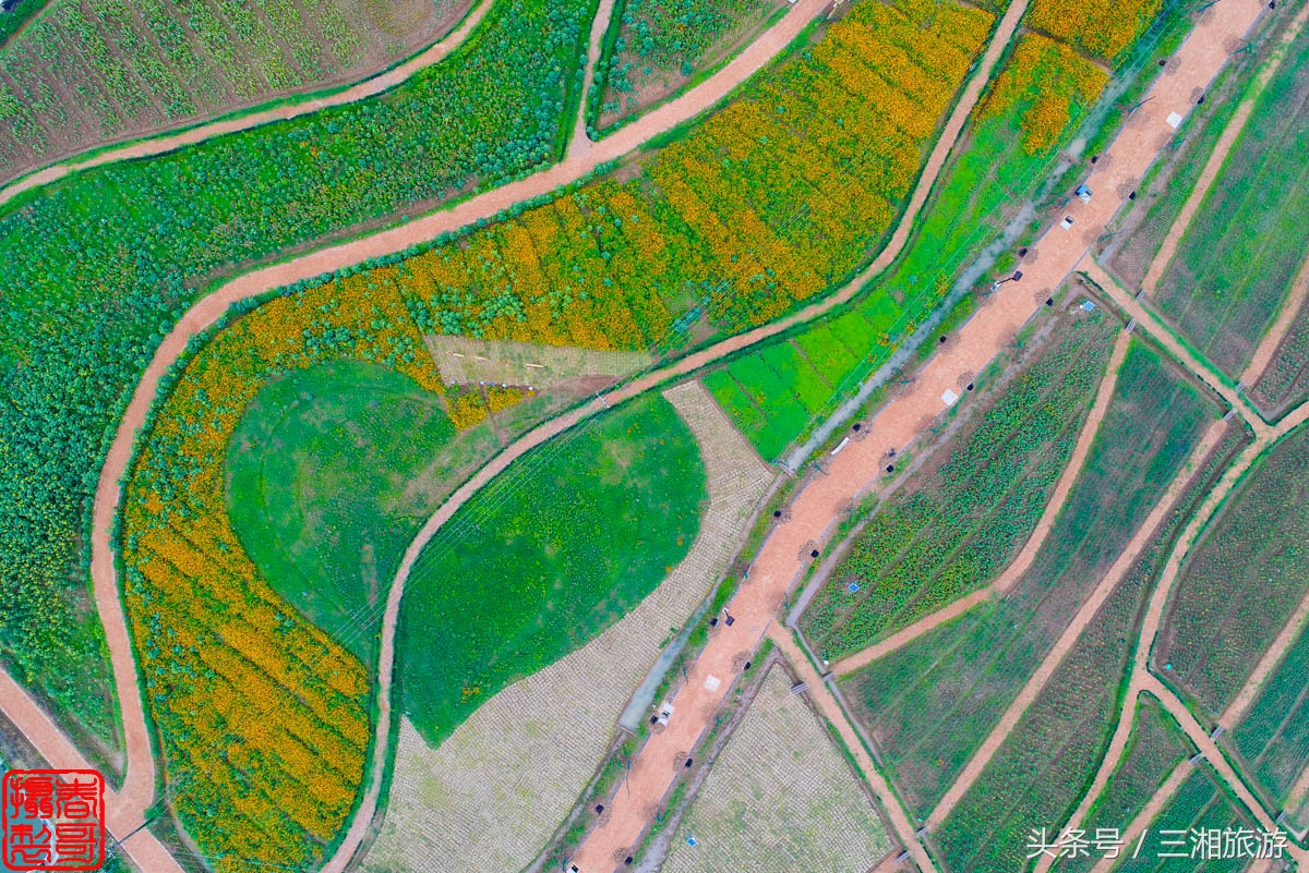 航拍九峰花海,航拍绝美花海五分钟