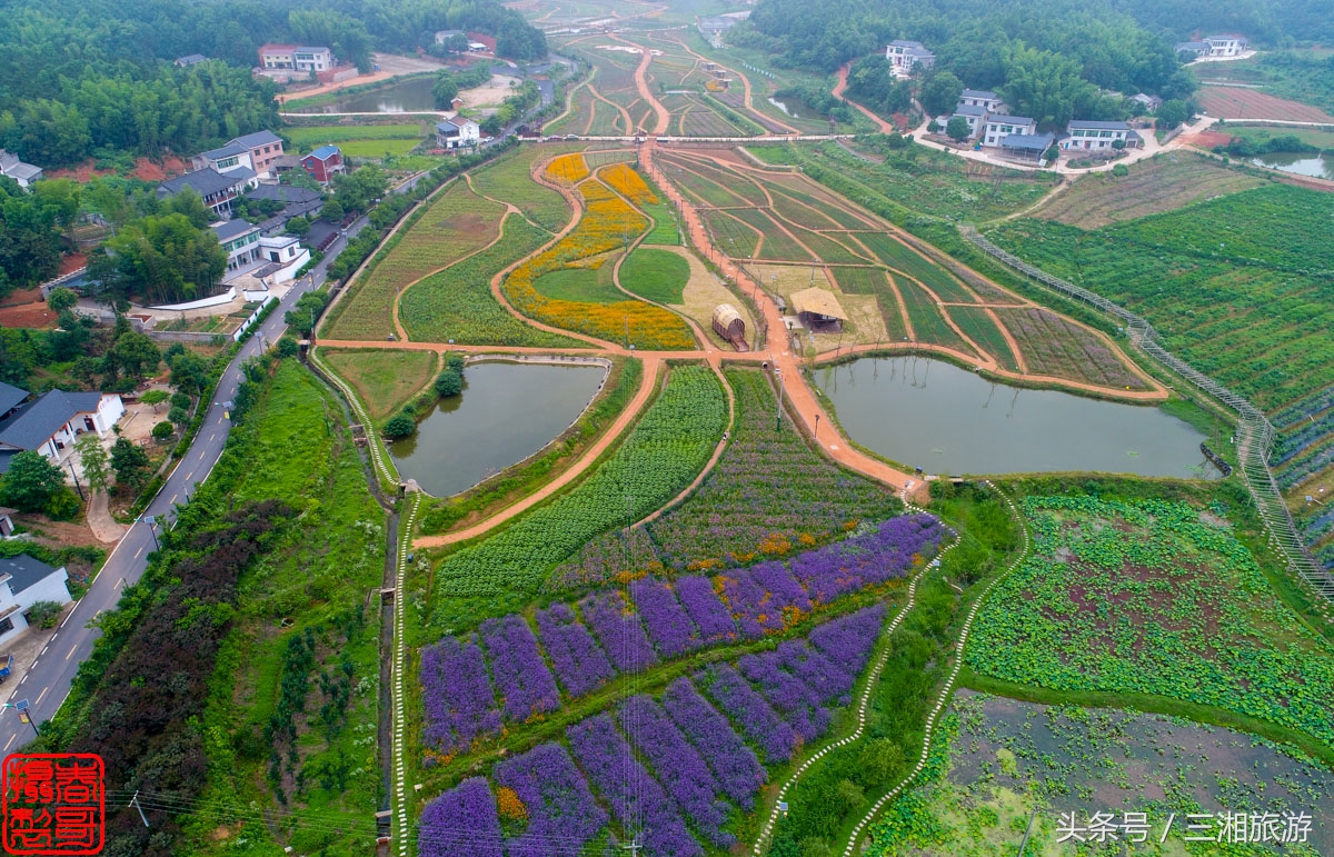 航拍九峰花海,航拍绝美花海五分钟