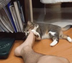 大名鼎鼎的中华气死猫，专业欺负铲屎官，谁养谁知道