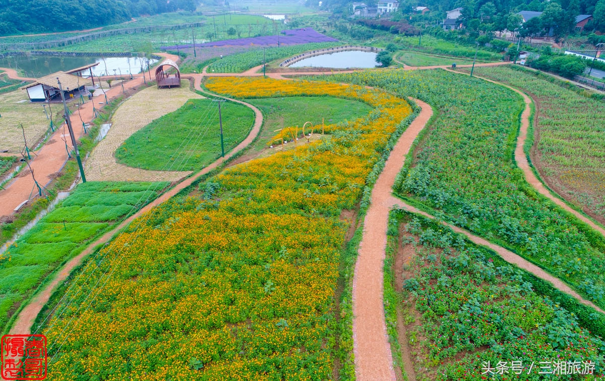 航拍九峰花海,航拍绝美花海五分钟