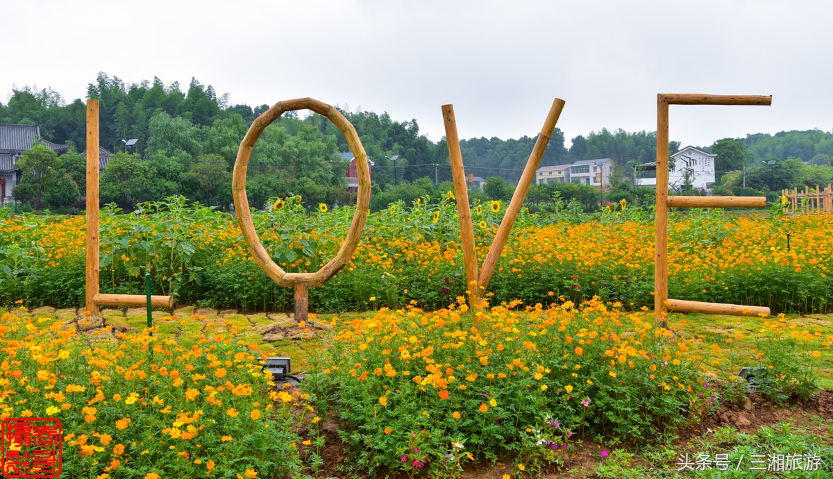 航拍九峰花海,航拍绝美花海五分钟