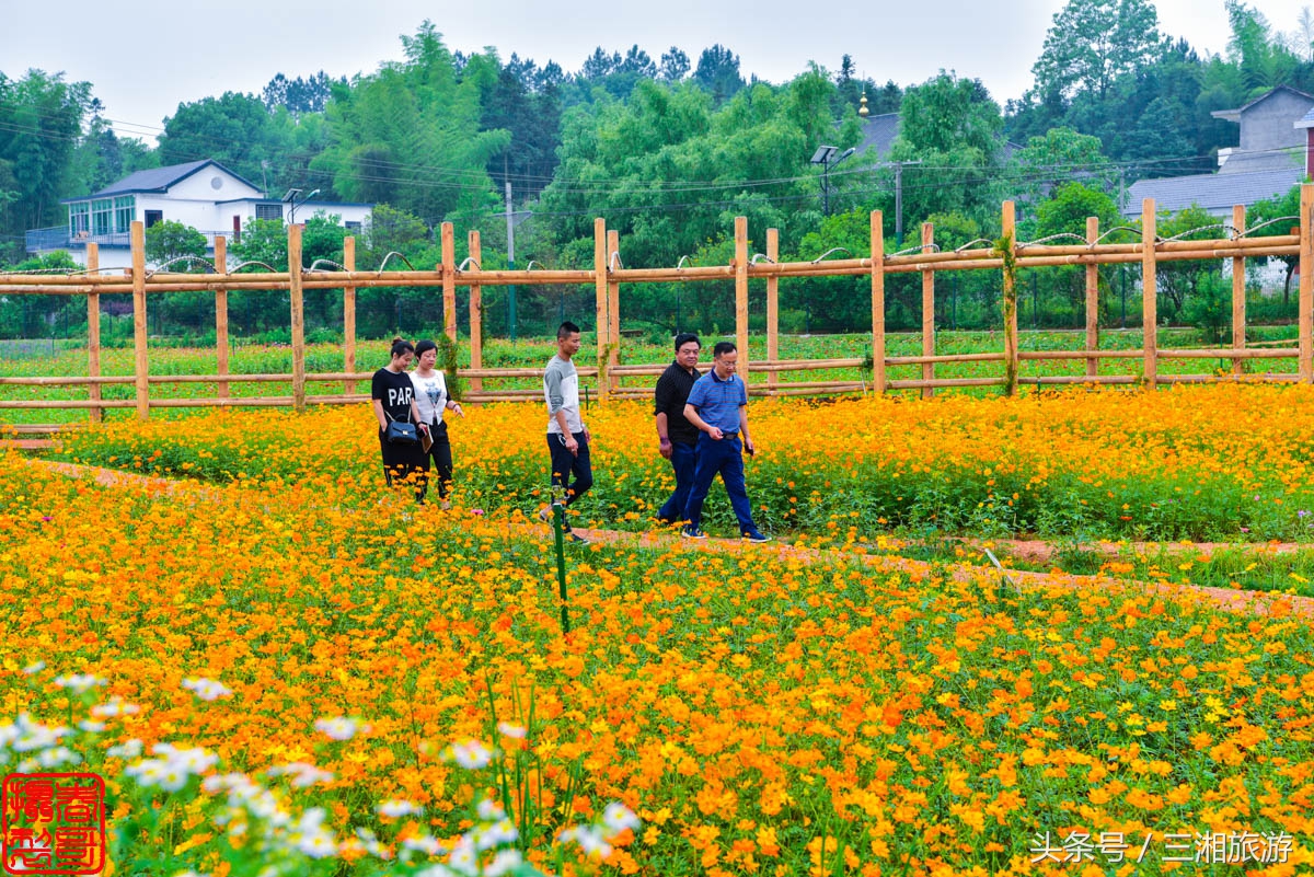 航拍九峰花海,航拍绝美花海五分钟