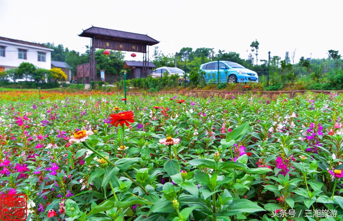 航拍九峰花海,航拍绝美花海五分钟