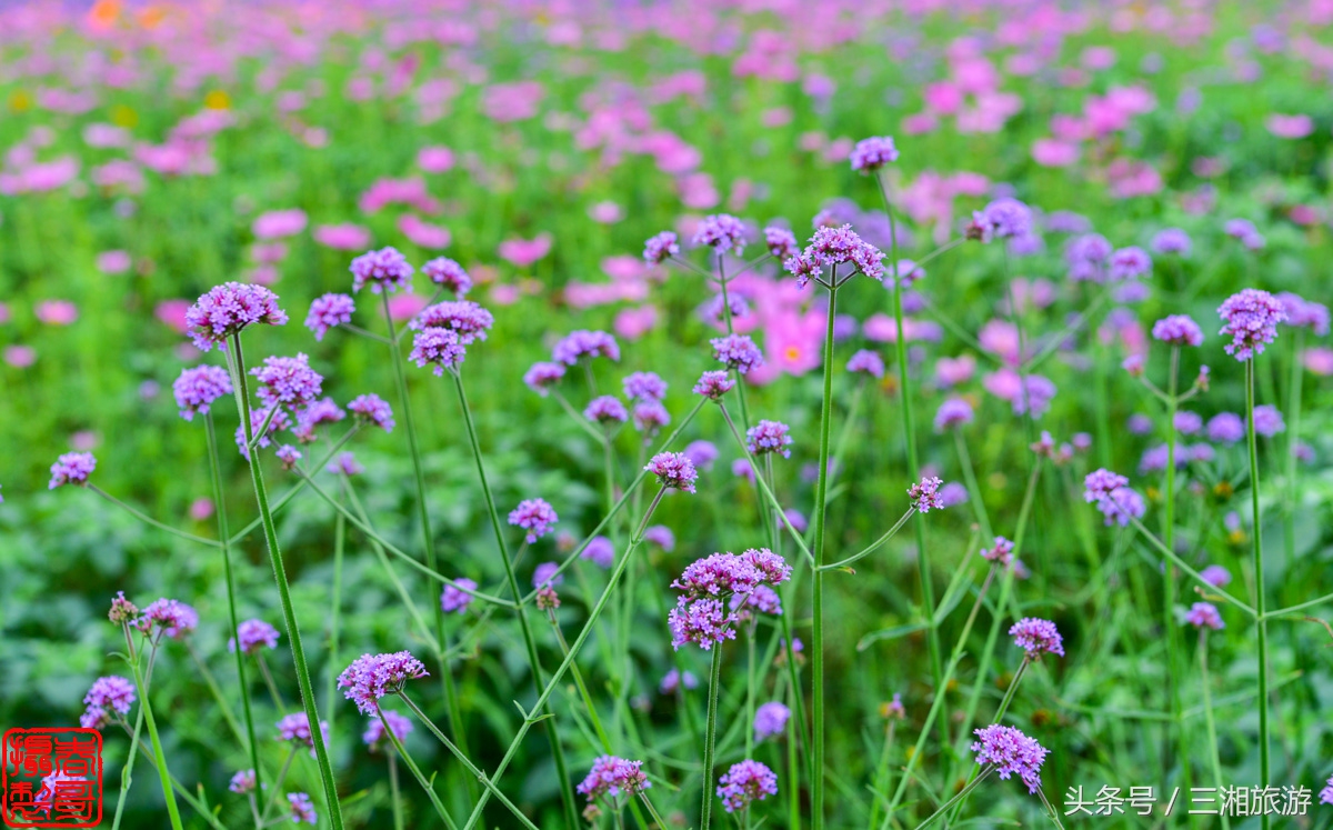 航拍九峰花海,航拍绝美花海五分钟