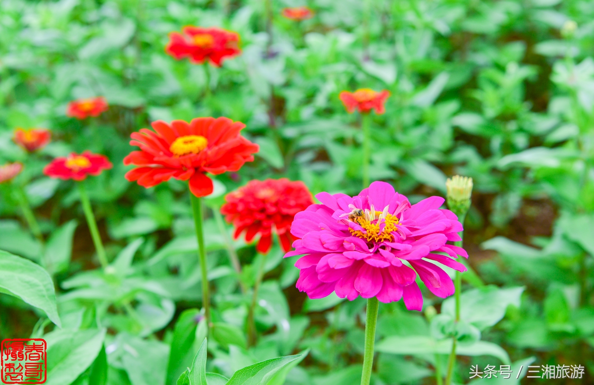 航拍九峰花海,航拍绝美花海五分钟