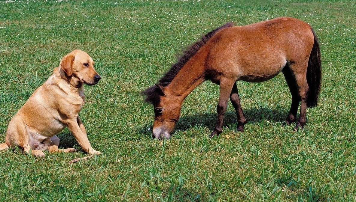 拉布拉多吃草需要补充哪些营养,为什么拉布拉多吃素食