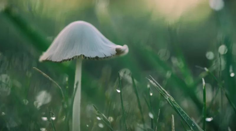 湿热脚气泡脚中药配方,去脚气脚臭最好最快的泡脚办法