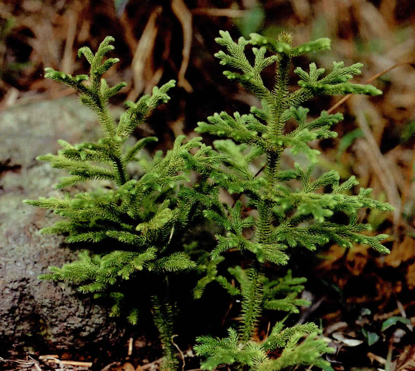 铺地蜈蚣繁殖方法,养蜈蚣用什么土最好