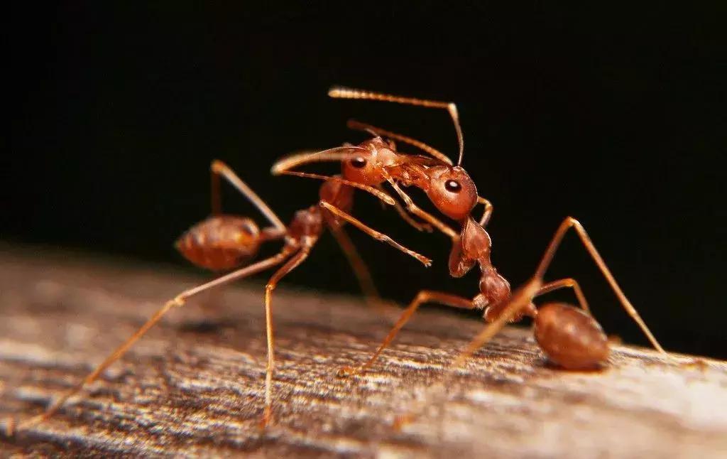 夏日有神药在手,妈妈再也不怕你痒痒