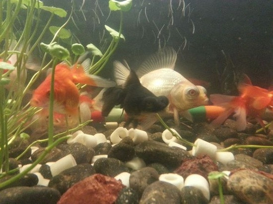 直接把铜钱草放在鱼缸里行吗,铜钱草放鱼缸过滤里对鱼有伤害么