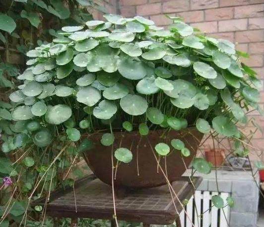 直接把铜钱草放在鱼缸里行吗,铜钱草放鱼缸过滤里对鱼有伤害么