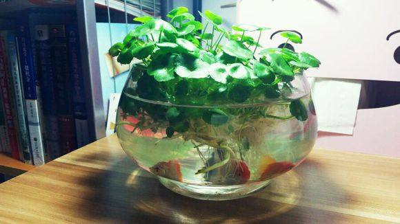 直接把铜钱草放在鱼缸里行吗,铜钱草放鱼缸过滤里对鱼有伤害么