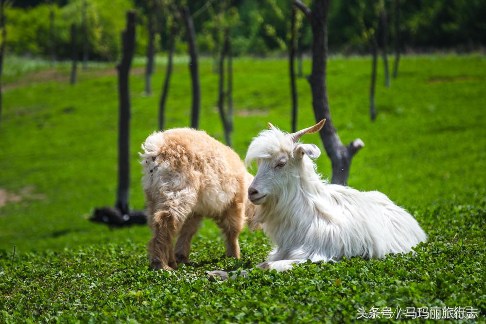 静谧仙境山野温泉,无边温泉池畅游