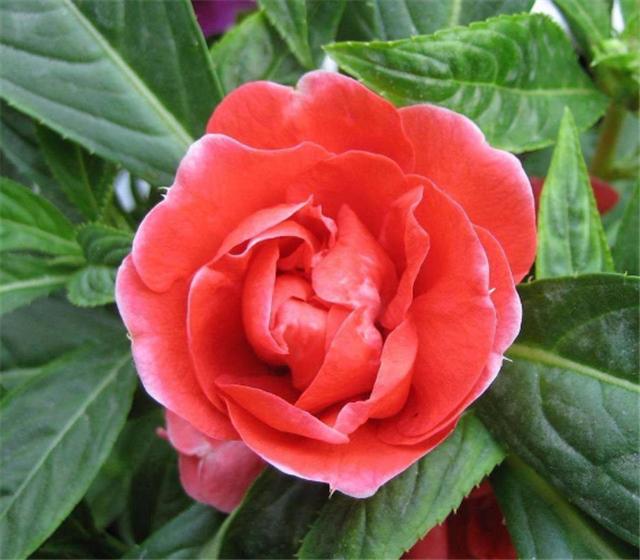 茶花凤仙和普通凤仙的芽怎么分辨,茶花凤仙怎么移栽