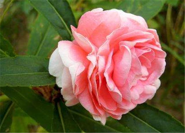 茶花凤仙和普通凤仙的芽怎么分辨,茶花凤仙怎么移栽