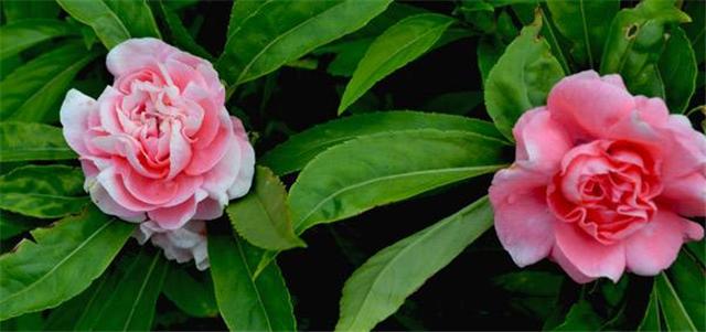 茶花凤仙和普通凤仙的芽怎么分辨,茶花凤仙怎么移栽