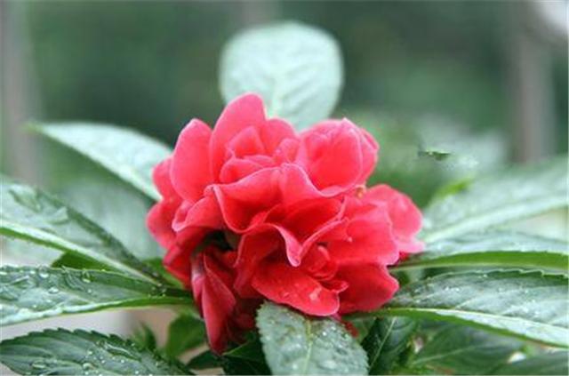 茶花凤仙和普通凤仙的芽怎么分辨,茶花凤仙怎么移栽