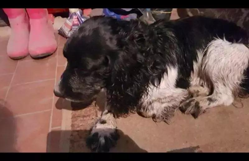 狗狗脖上拴着铁块,还被扔进了河,它拼命游到岸边才捡回一条命