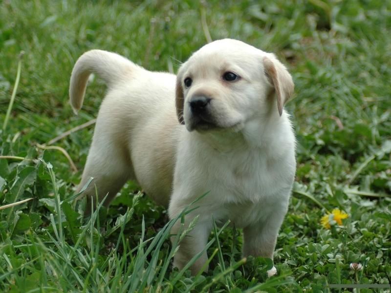 拉布拉多犬的寿命多少年,拉布拉多犬多少钱一只拼多多