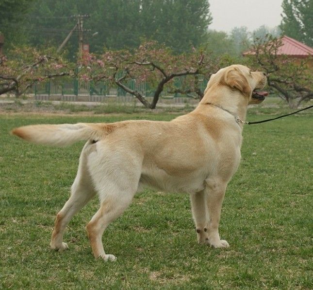拉布拉多犬的寿命多少年,拉布拉多犬多少钱一只拼多多