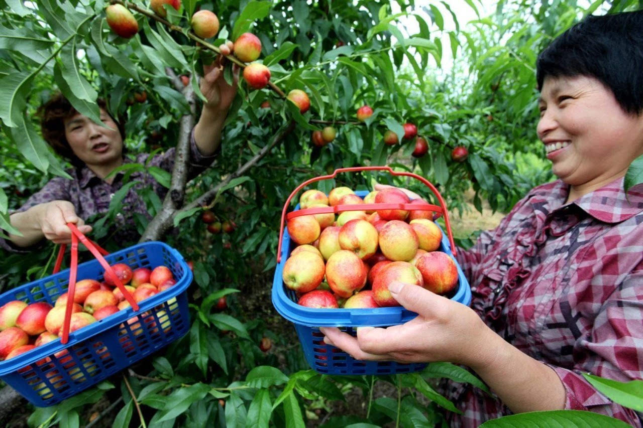 自己种的新鲜桃子又脆又甜好吃,什么品种桃子好吃又耐储存