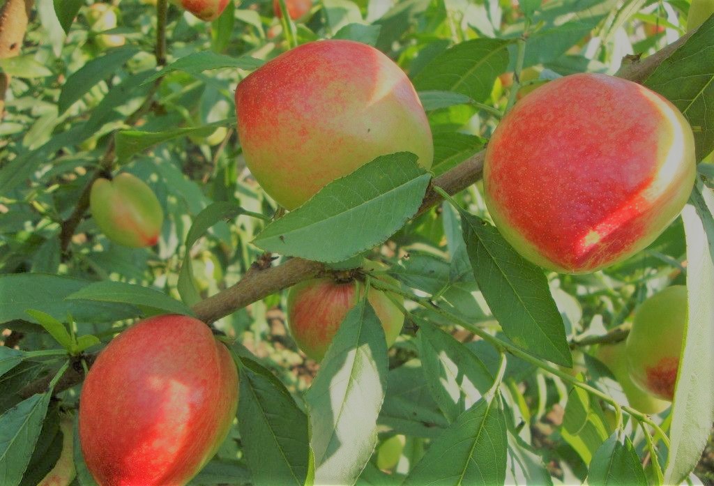 自己种的新鲜桃子又脆又甜好吃,什么品种桃子好吃又耐储存