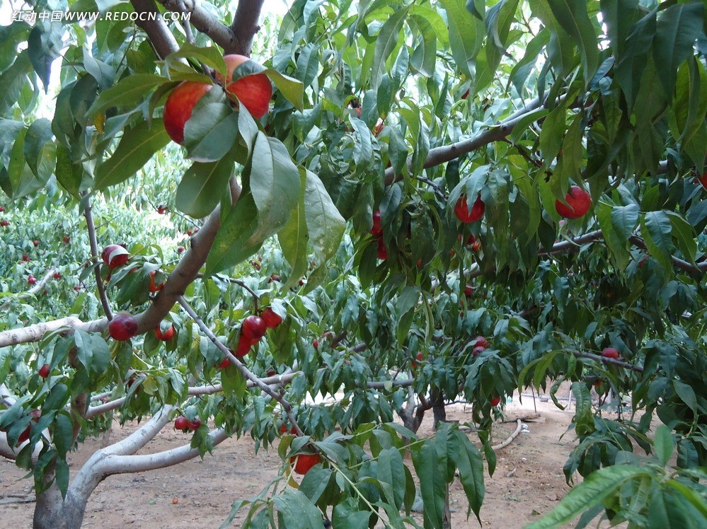 自己种的新鲜桃子又脆又甜好吃,什么品种桃子好吃又耐储存