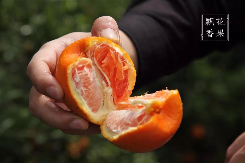 秭归脐橙分析,风云突变为什么这么严重