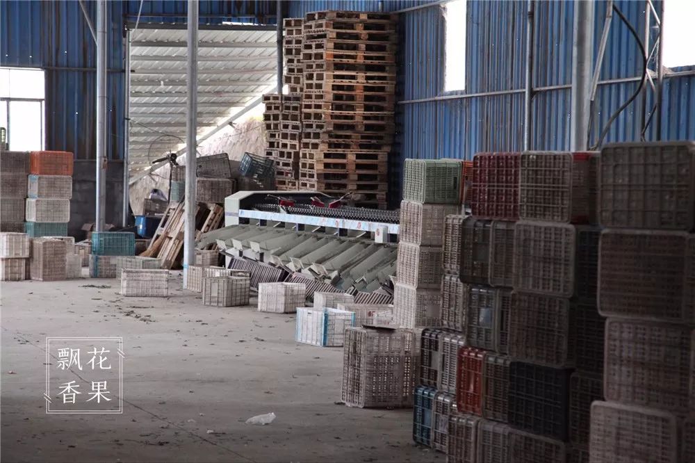 秭归脐橙分析,风云突变为什么这么严重