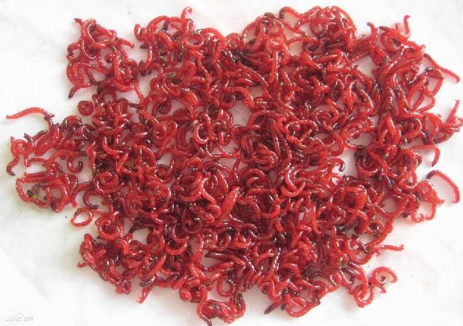 孔雀鱼的活体饲料都有哪些？