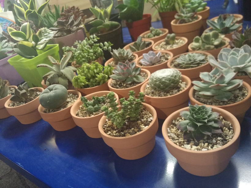 想去澳门逛逛街,去澳门必吃的地方