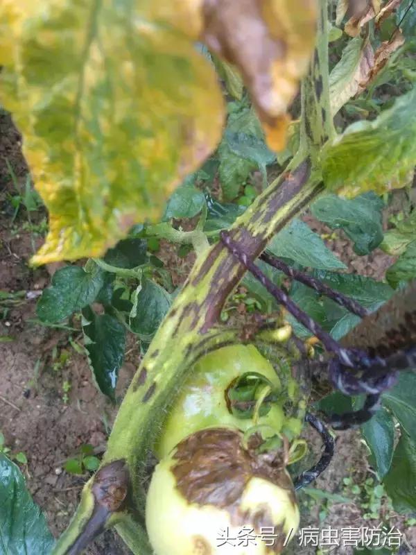番茄病毒病专用特效药,番茄蕨叶病毒病的防治