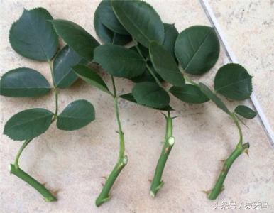 月季扦插不用生根粉也能活,月季扦插可以泡生根吗