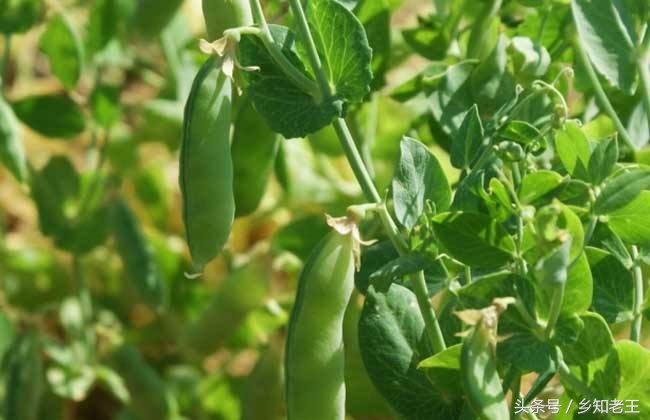 农民说有雨让大家收麦子,农民收麦下雨的季节