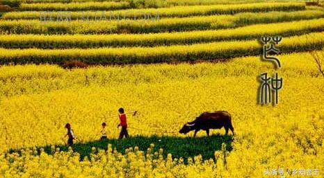 农民说有雨让大家收麦子,农民收麦下雨的季节