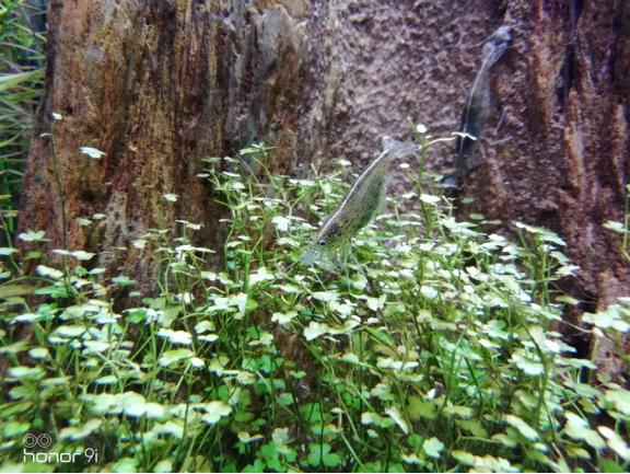 荣耀9i上手测评,荣耀9的4个缺点你能接受吗