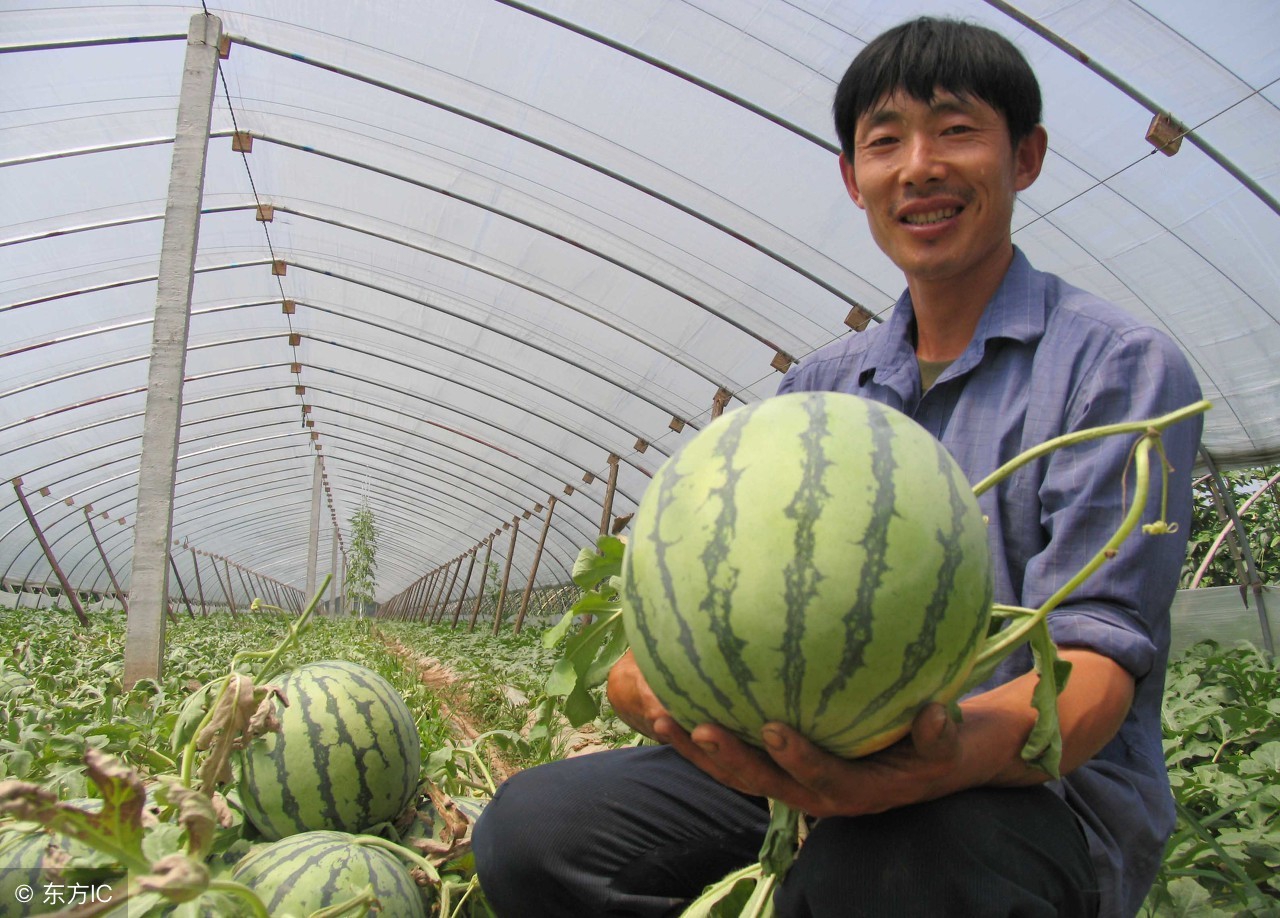 怎样挑西瓜才甜的小秘诀,瓜农如何增甜西瓜