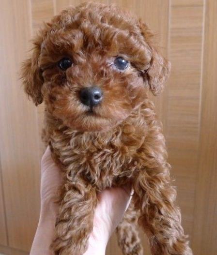 铲屎官起名,铲屎官好听的叫法