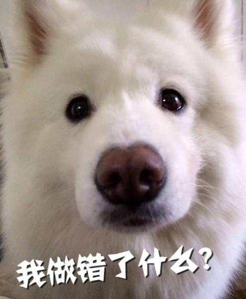 铲屎官起名,铲屎官好听的叫法