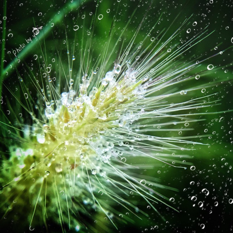 多种“玻璃水雾”、“大雨倾盆”特效｜手机一键搞定