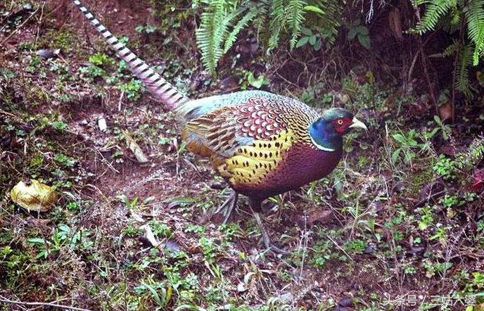 适合穷人的18个创业加盟项目农村,农村创业做什么最适合赚钱