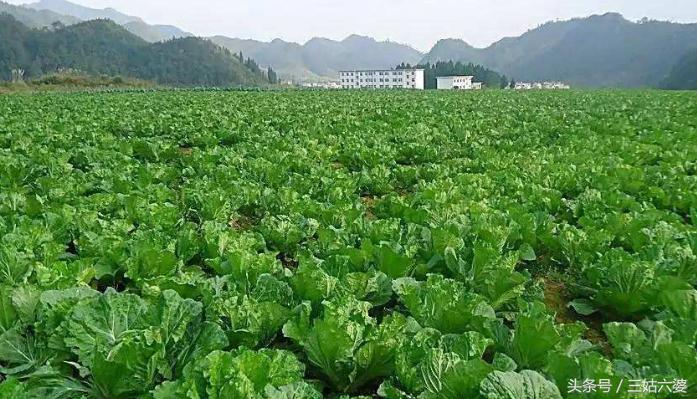 适合穷人的18个创业加盟项目农村,农村创业做什么最适合赚钱