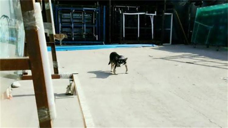 狗狗缺钙腿疼的嗷嗷叫,狗狗的腿是弯的