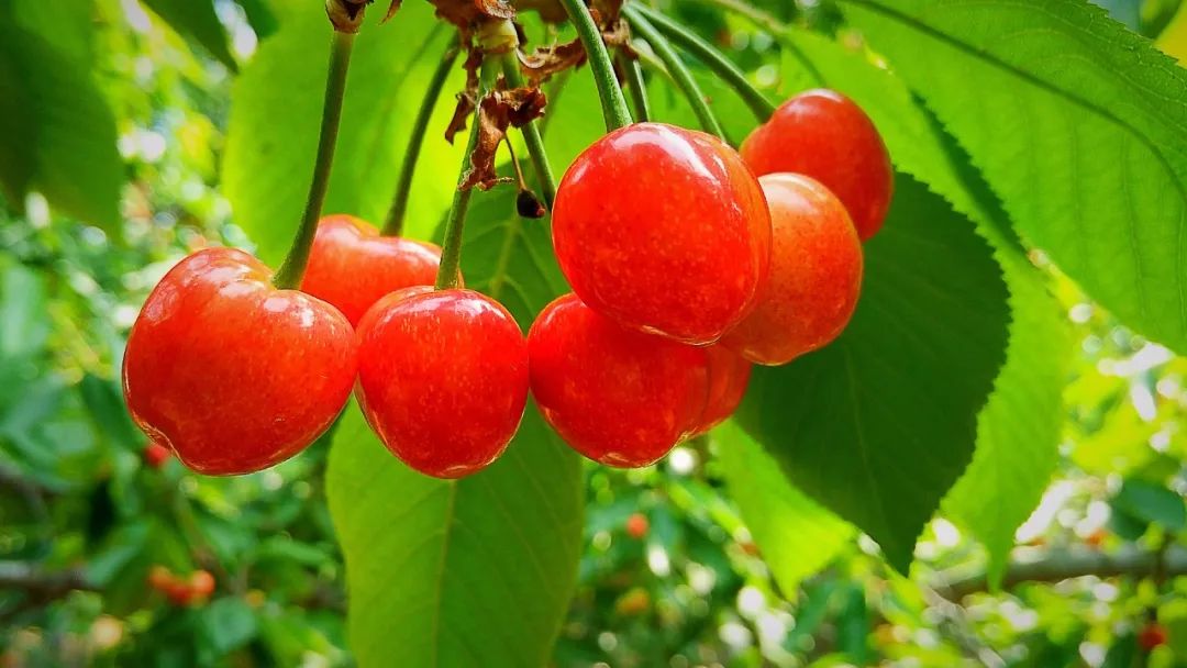 樱桃里有白色小虫能吃吗,樱桃里面的白色虫子能吃吗