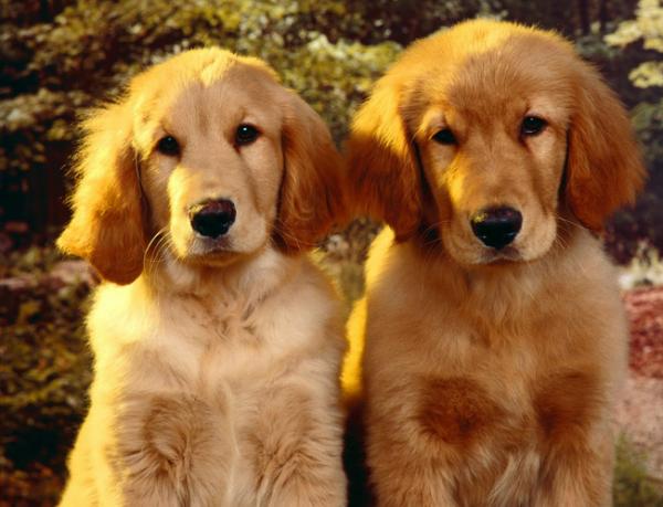 油漆广告狗狗视频,之前拍油漆广告的狗狗是什么品种