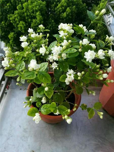 养好茉莉花该怎样选花盆,养好茉莉的技巧与方法