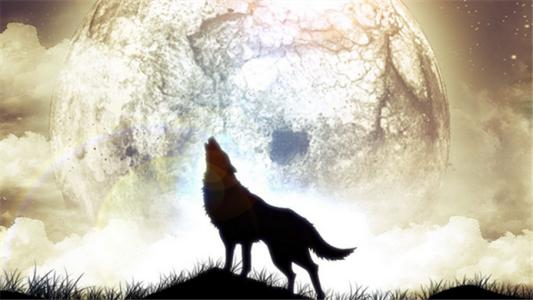 狼追狗的真实视频,狼追小孩视频