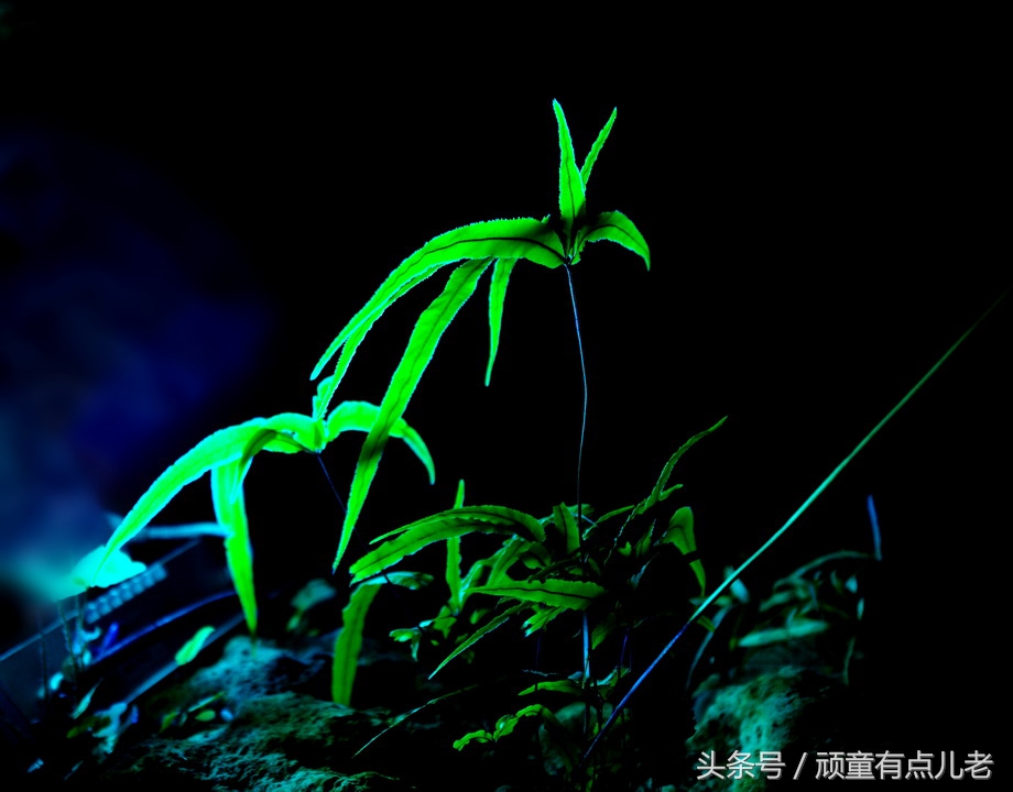 只有清凉无“热火”,川北避暑来“朝天”