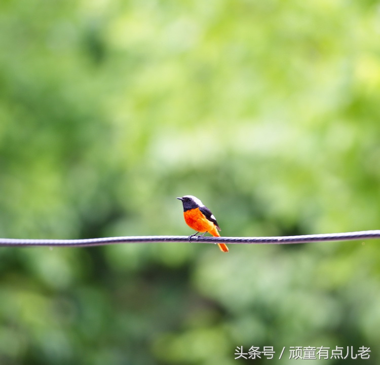 只有清凉无“热火”,川北避暑来“朝天”