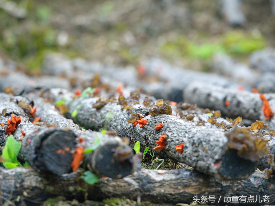 只有清凉无“热火”,川北避暑来“朝天”